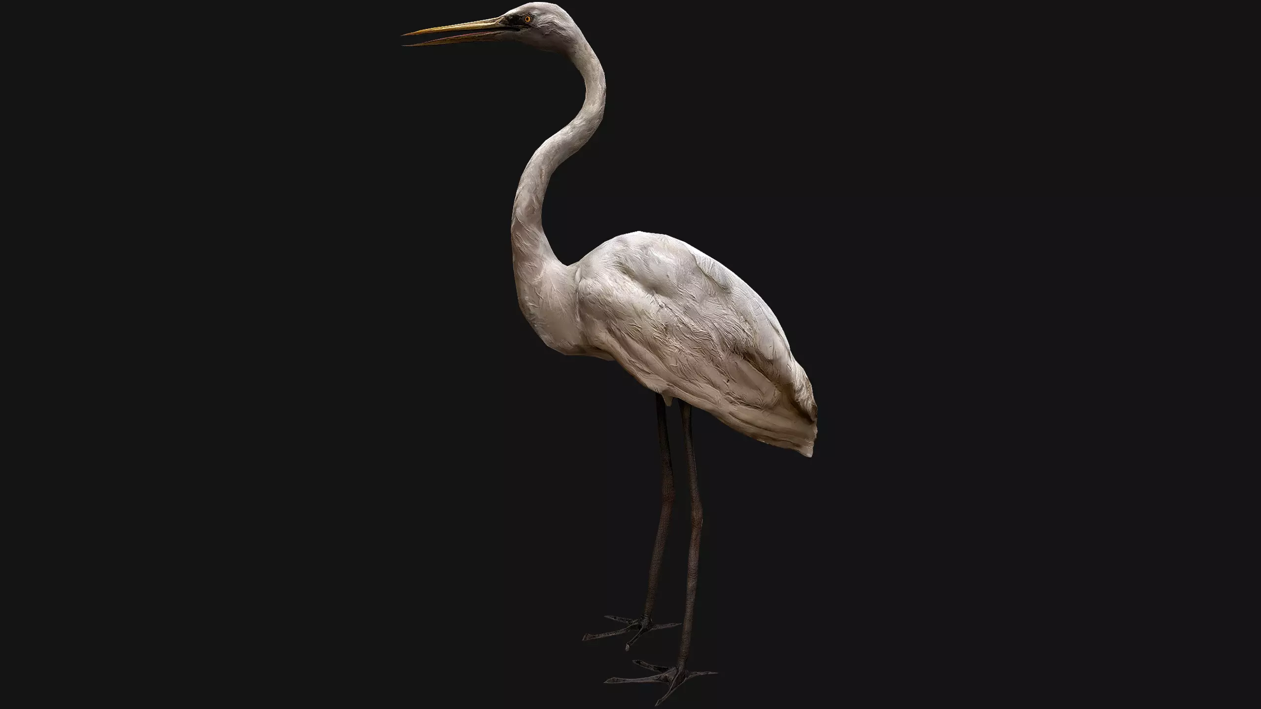 Heron Bird Low-poly 3D model_0