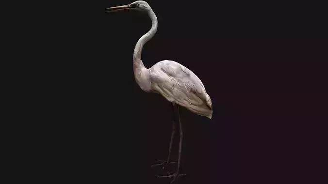 Heron Bird Low-poly 3D model