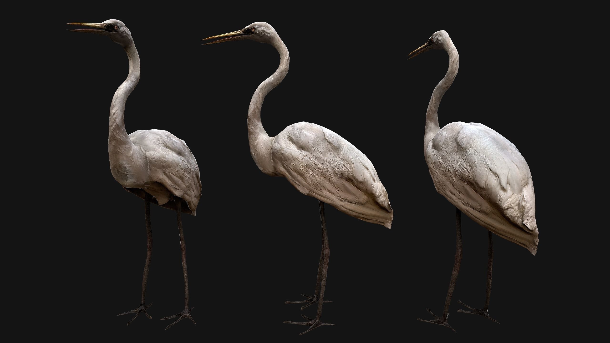 Heron Bird Low-poly 3D model_3