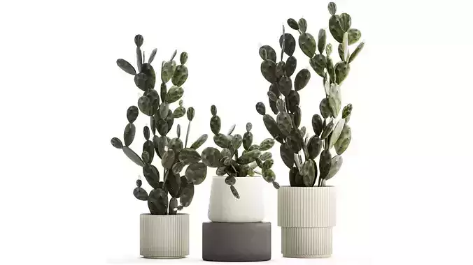 Set of beautiful prickly pear cacti in pots for interior 1334 3D model