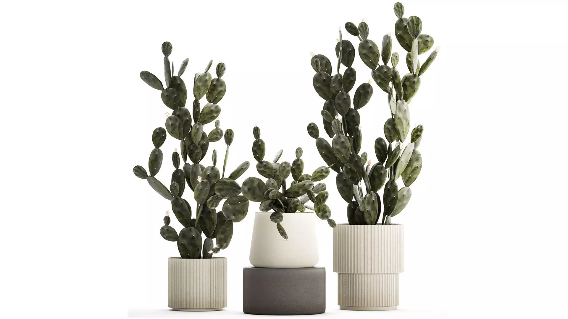 Set of beautiful prickly pear cacti in pots for interior 1334 3D model_0