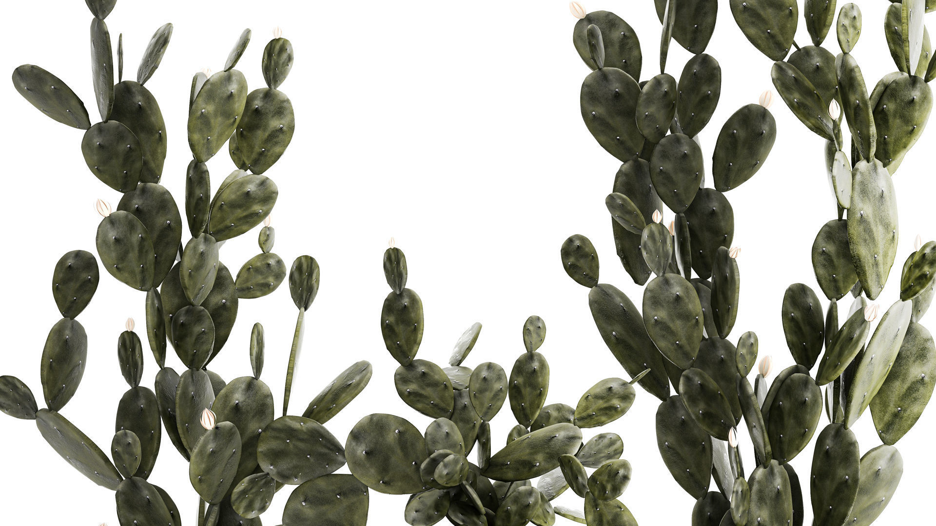 Set of beautiful prickly pear cacti in pots for interior 1334 3D model_3