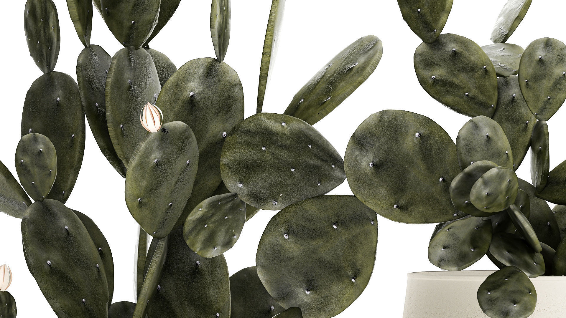 Set of beautiful prickly pear cacti in pots for interior 1334 3D model_5