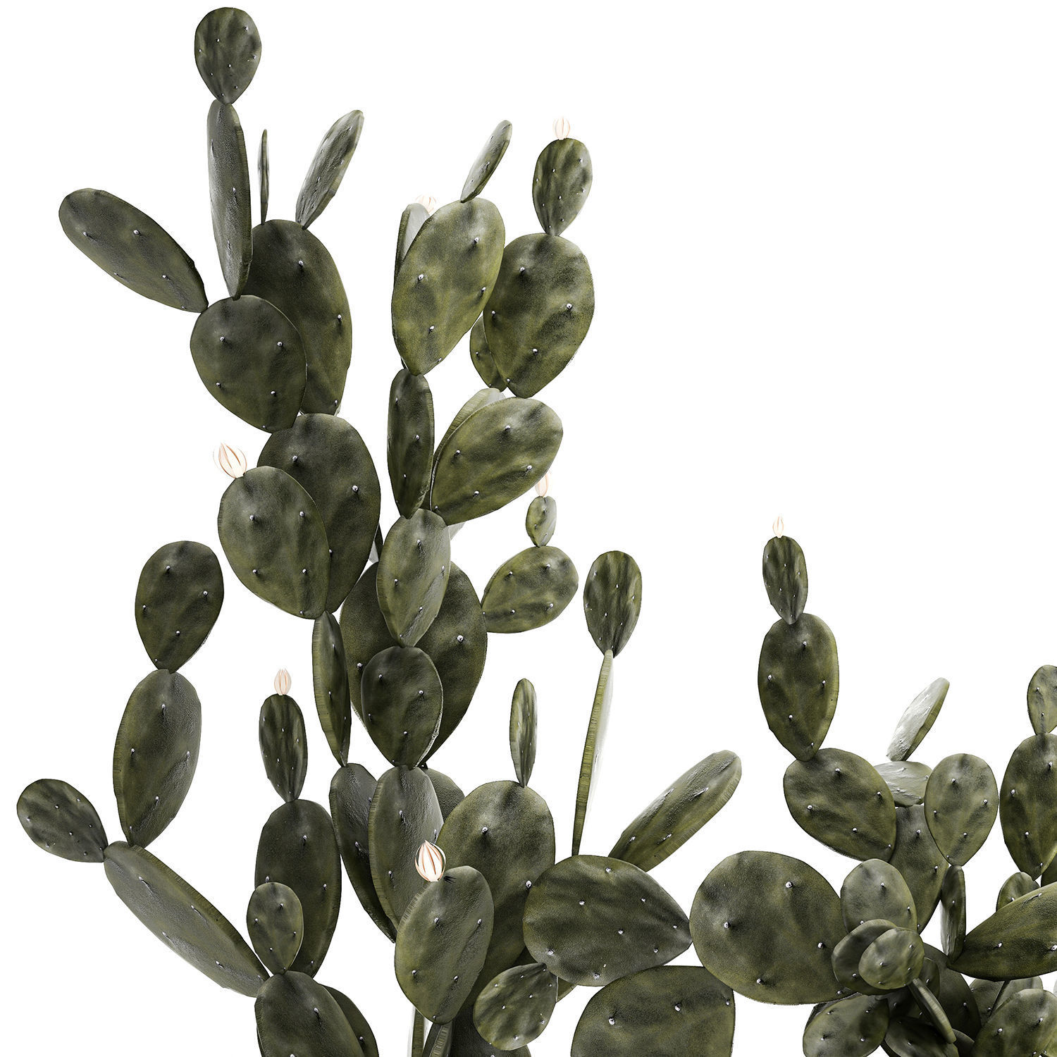 Set of beautiful prickly pear cacti in pots for interior 1334 3D model_11