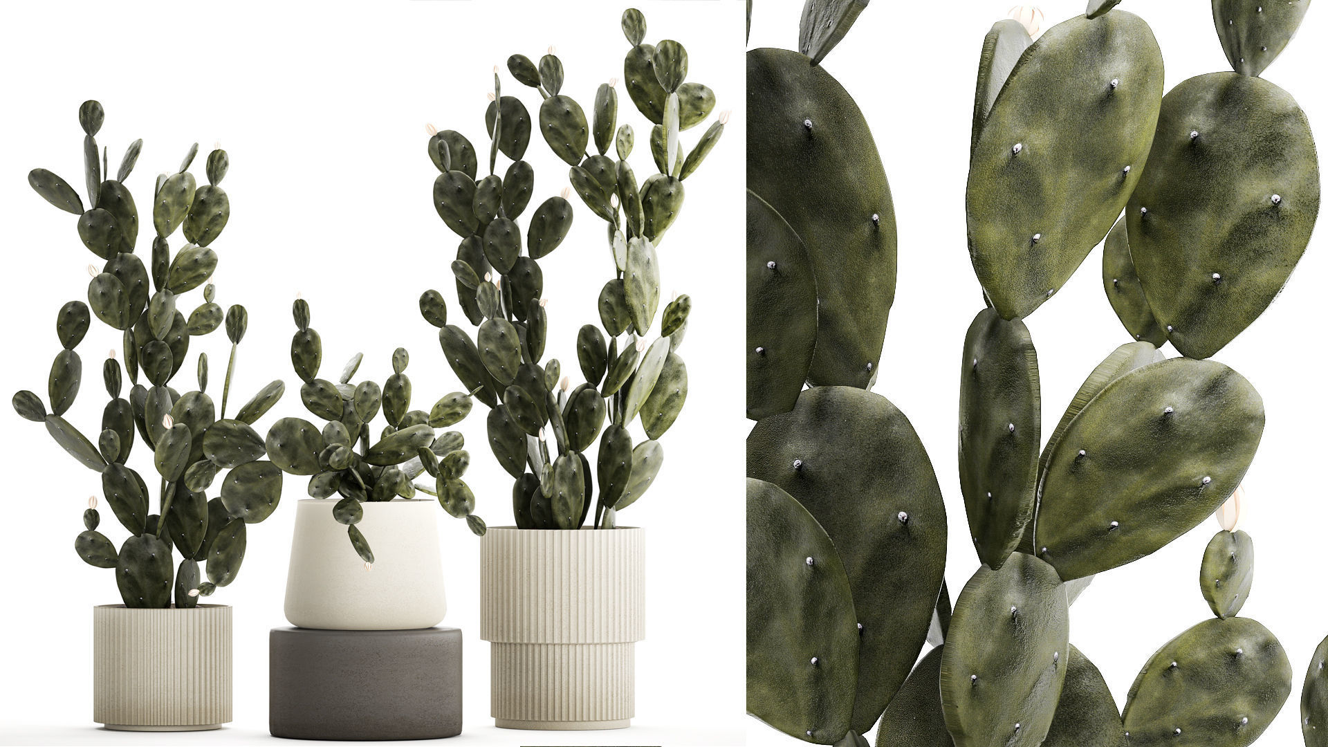 Set of beautiful prickly pear cacti in pots for interior 1334 3D model_1