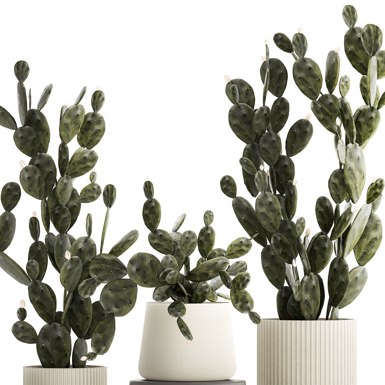 Set of beautiful prickly pear cacti in pots for interior 1334 3D model_9