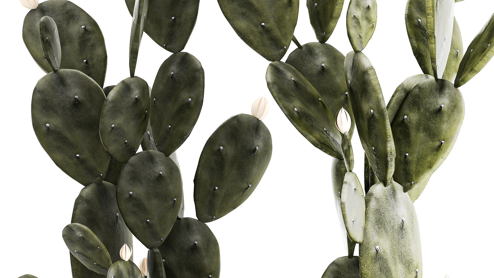 Set of beautiful prickly pear cacti in pots for interior 1334 3D model_4