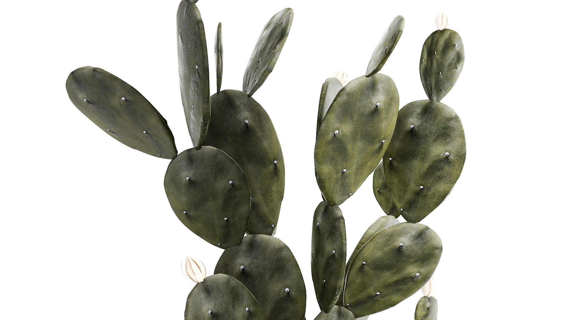 Set of beautiful prickly pear cacti in pots for interior 1334 3D model_6
