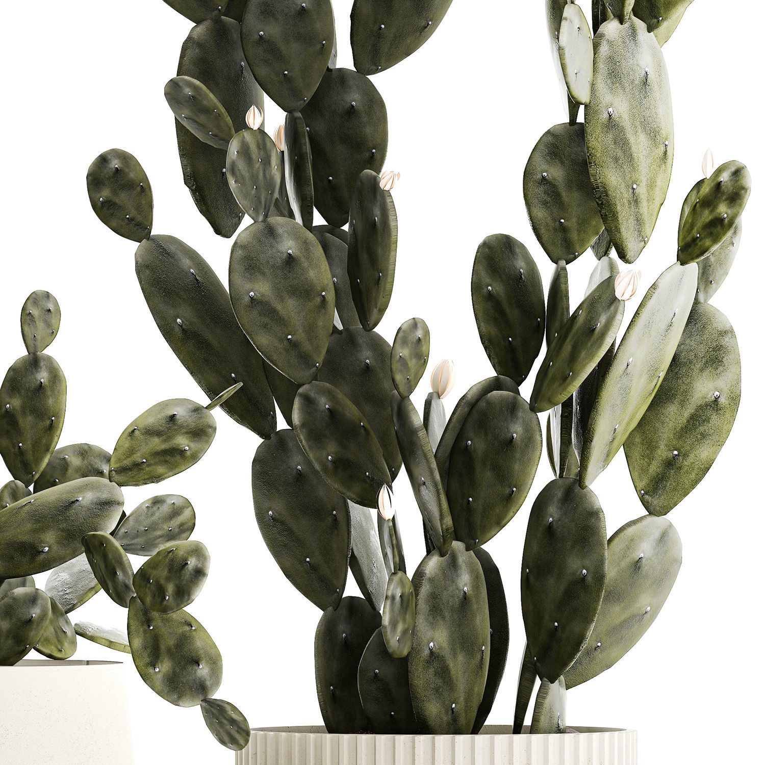 Set of beautiful prickly pear cacti in pots for interior 1334 3D model_12