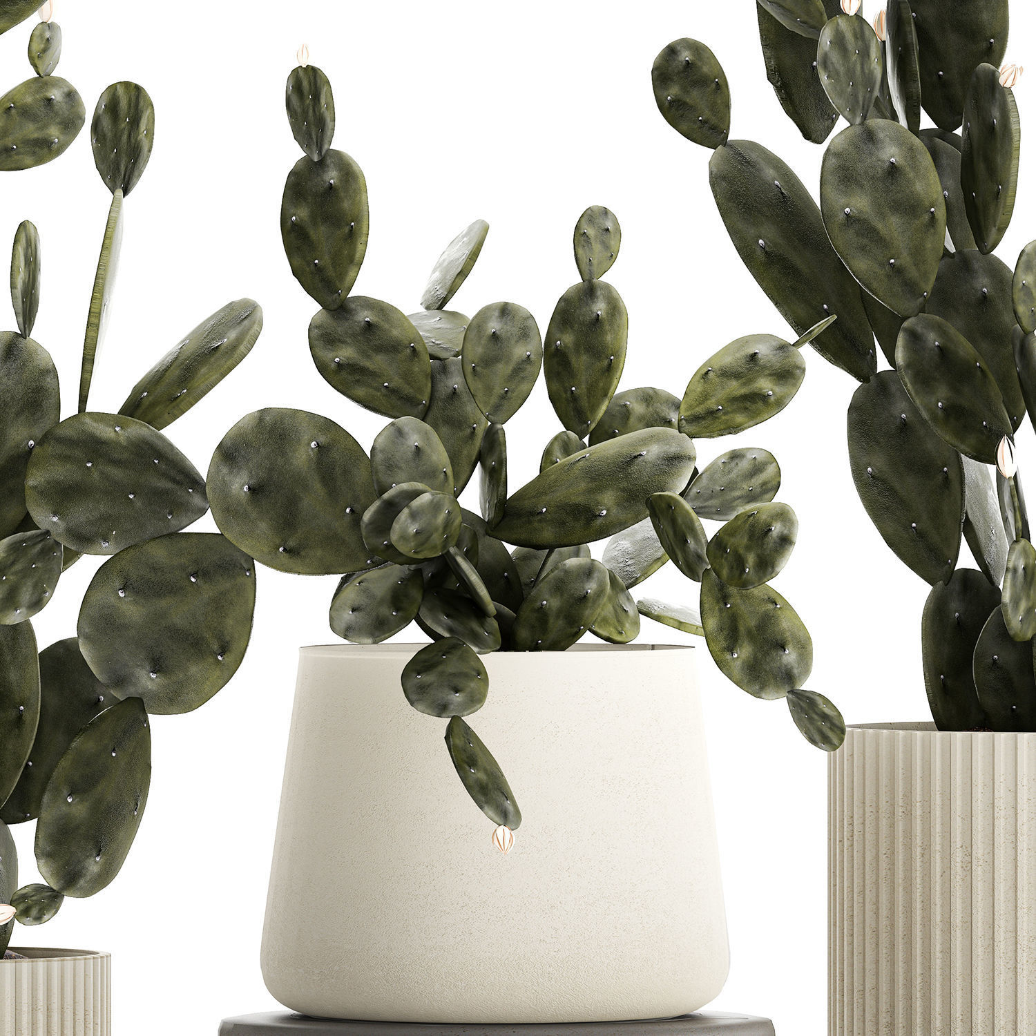 Set of beautiful prickly pear cacti in pots for interior 1334 3D model_10