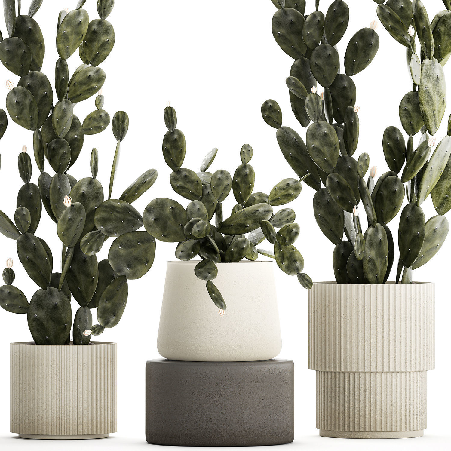 Set of beautiful prickly pear cacti in pots for interior 1334 3D model_8