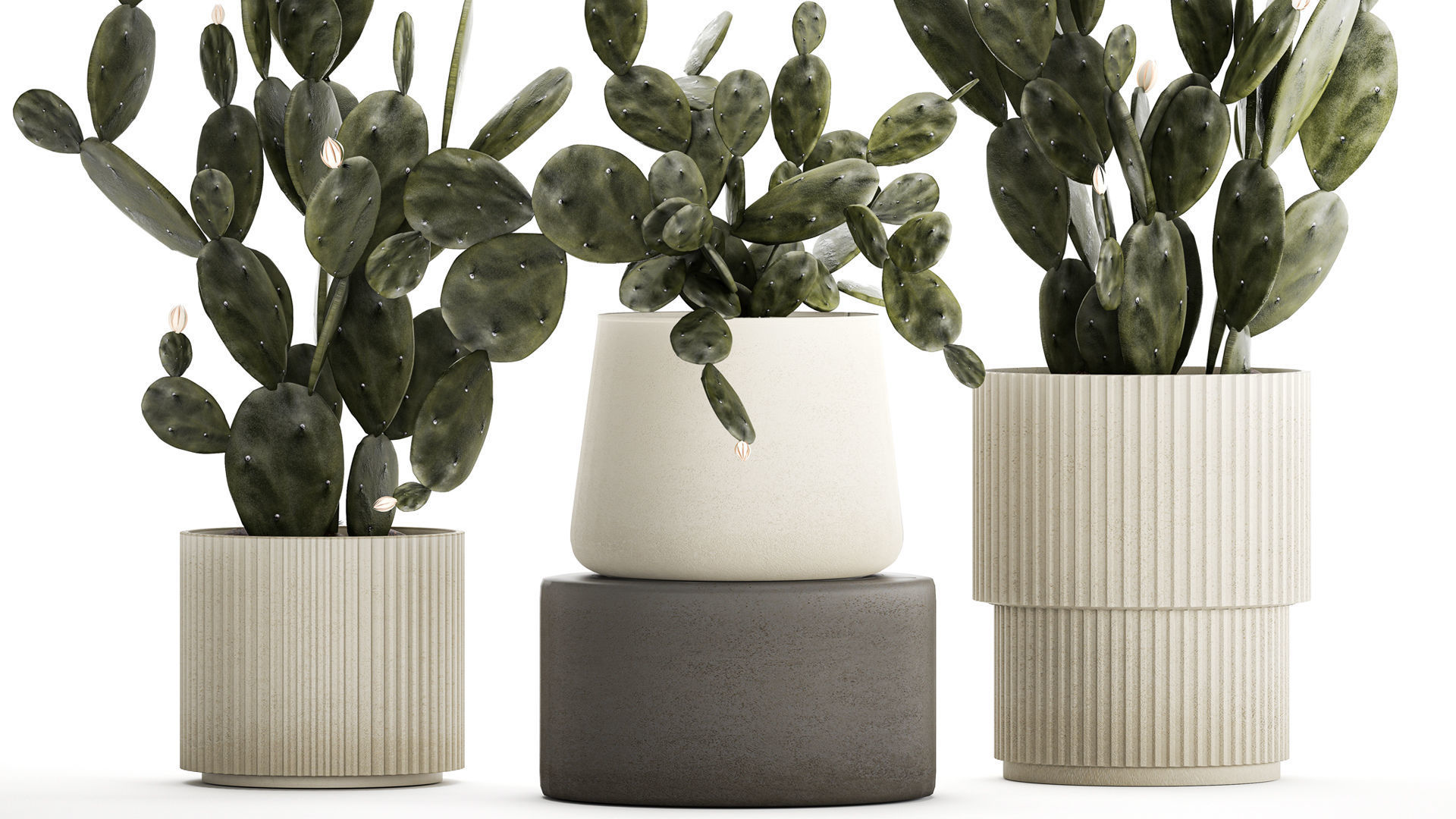 Set of beautiful prickly pear cacti in pots for interior 1334 3D model_2