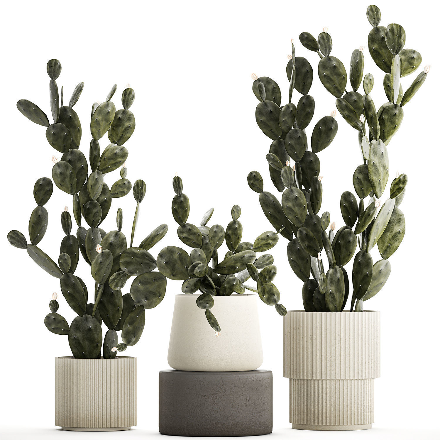 Set of beautiful prickly pear cacti in pots for interior 1334 3D model_7
