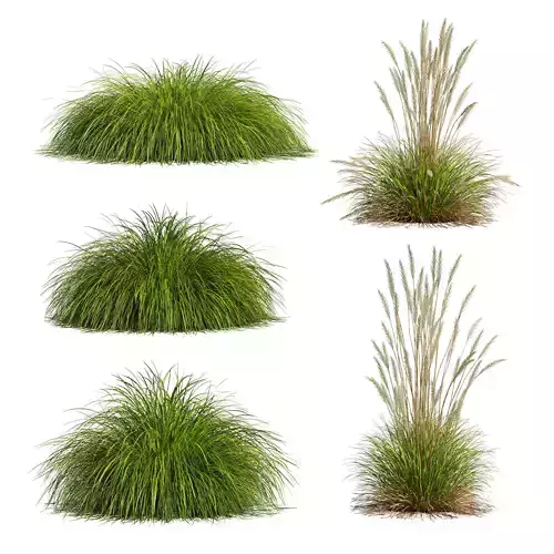 Calamagrostis Acutiflora Karl Foerster Carex Elata Aurea Grass 3D model