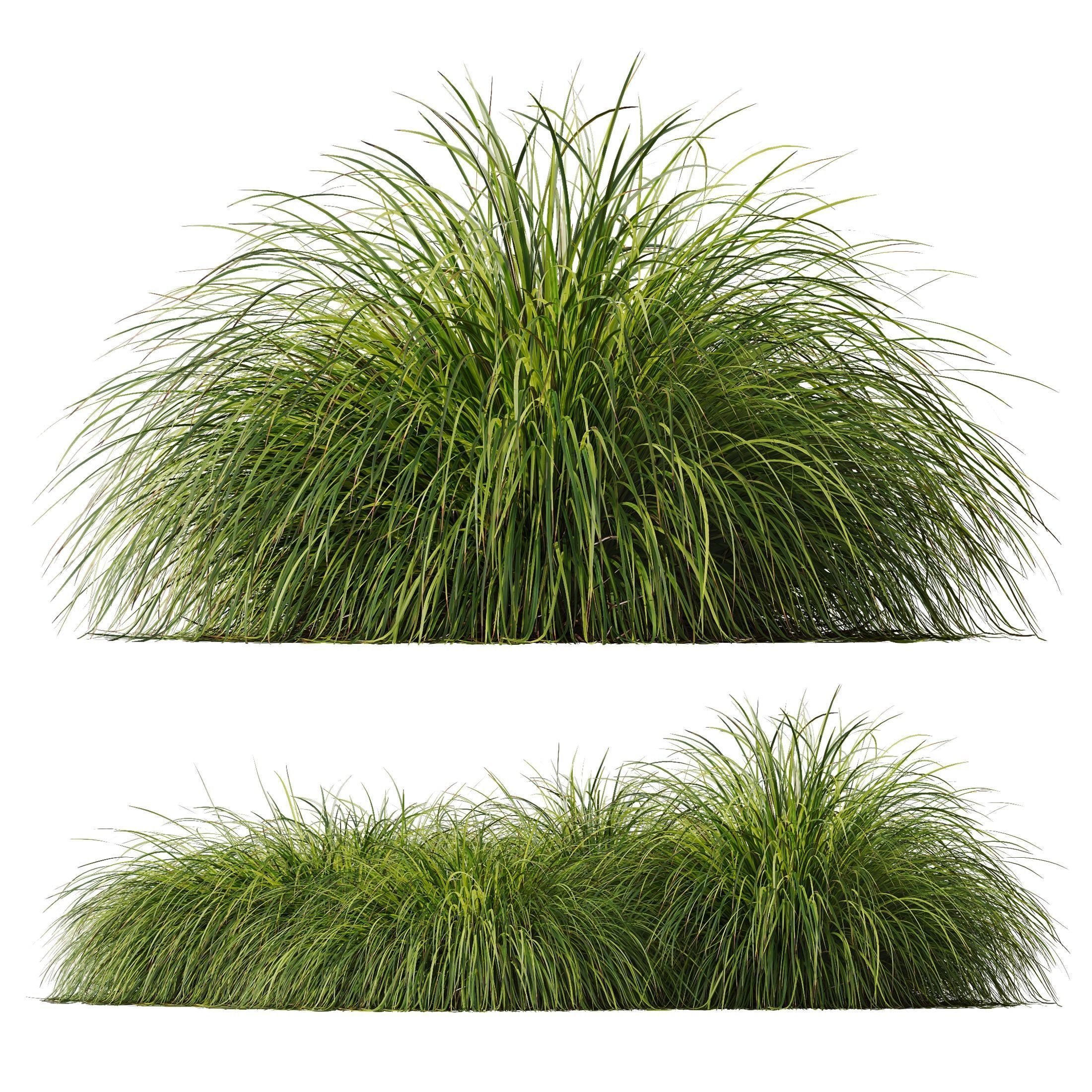 Calamagrostis Acutiflora Karl Foerster Carex Elata Aurea Grass 3D model_5