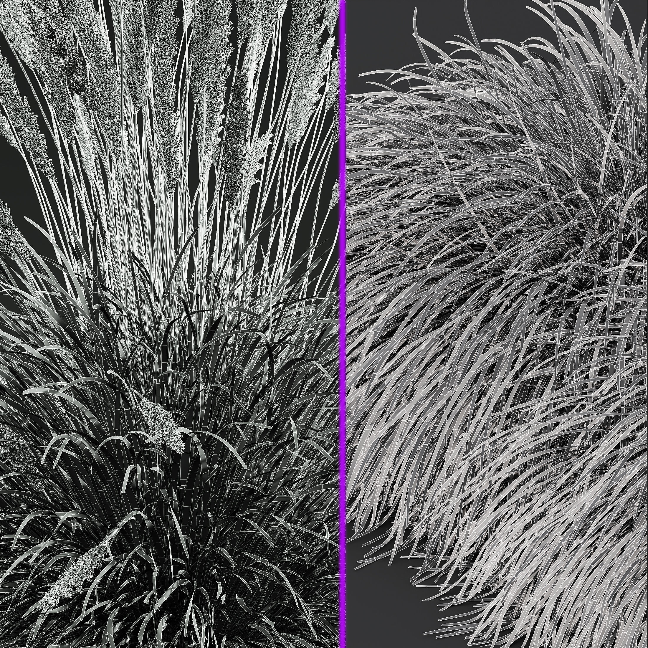 Calamagrostis Acutiflora Karl Foerster Carex Elata Aurea Grass 3D model_6