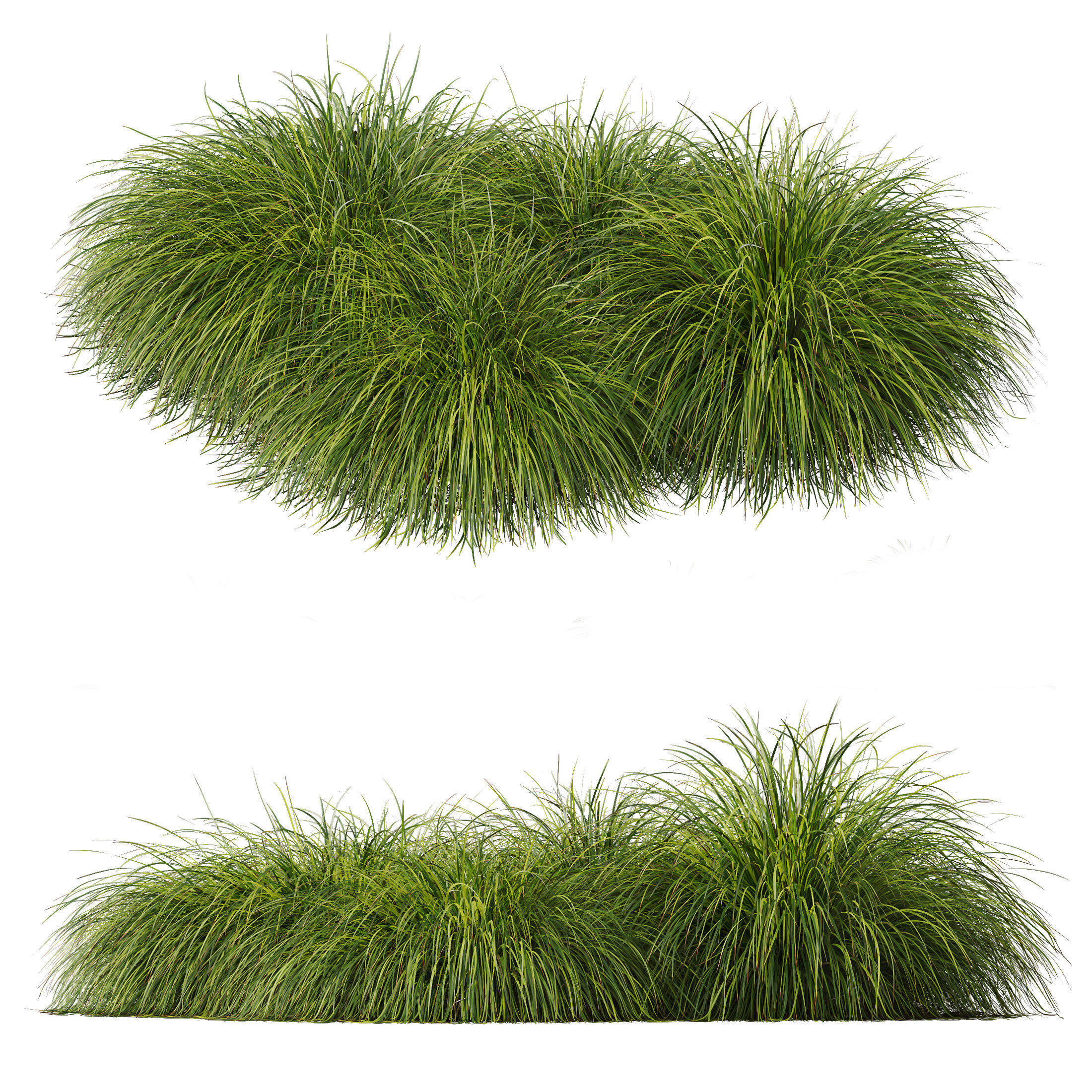 Calamagrostis Acutiflora Karl Foerster Carex Elata Aurea Grass 3D model_3