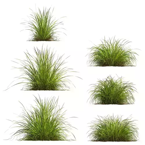 Carex Elata Aurea Grass 3D model