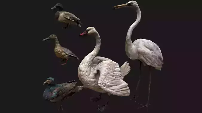 Bird Set  Swan Heron Ducks Pheasant Low-poly 3D model