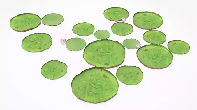 Modular Giant Water Lily Low-poly 3D model