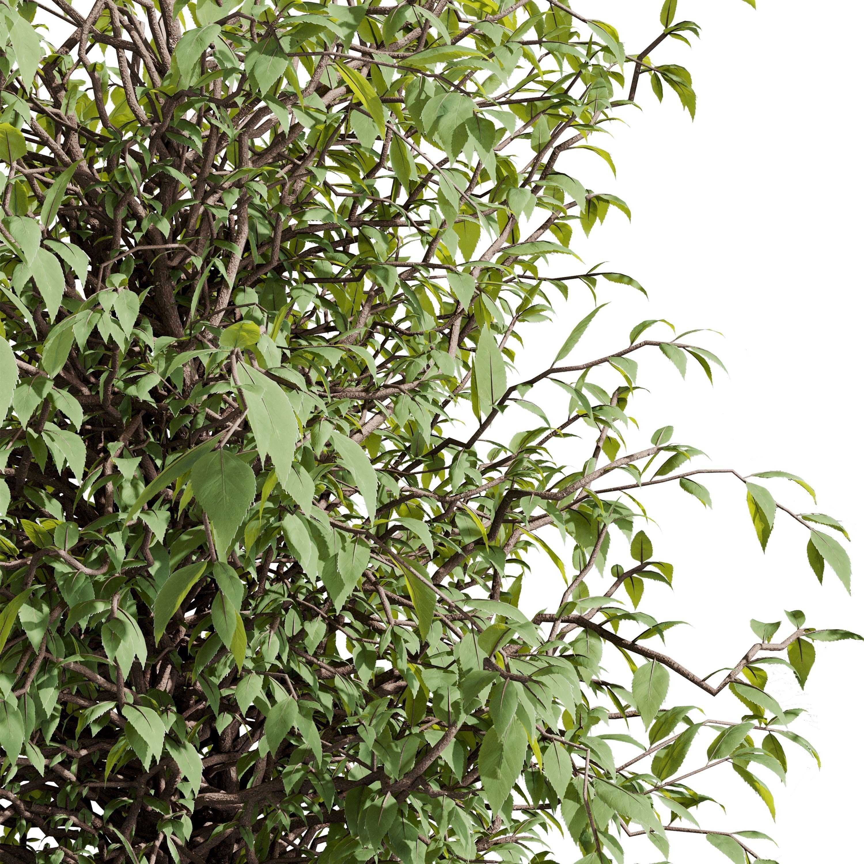 Garden plants set in a box - outdoor set 161 Low-poly 3D model_3