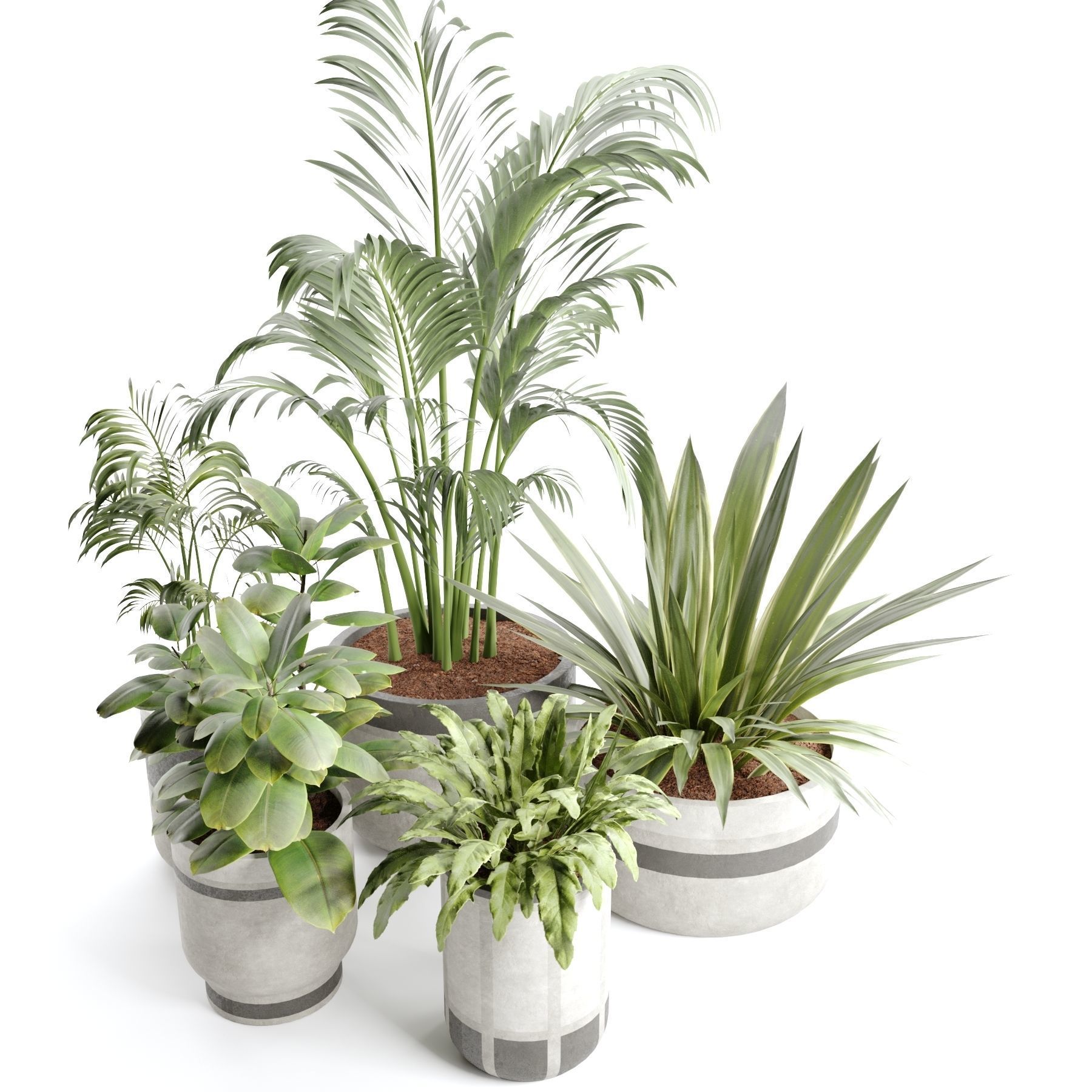 plants collection set 03 _6