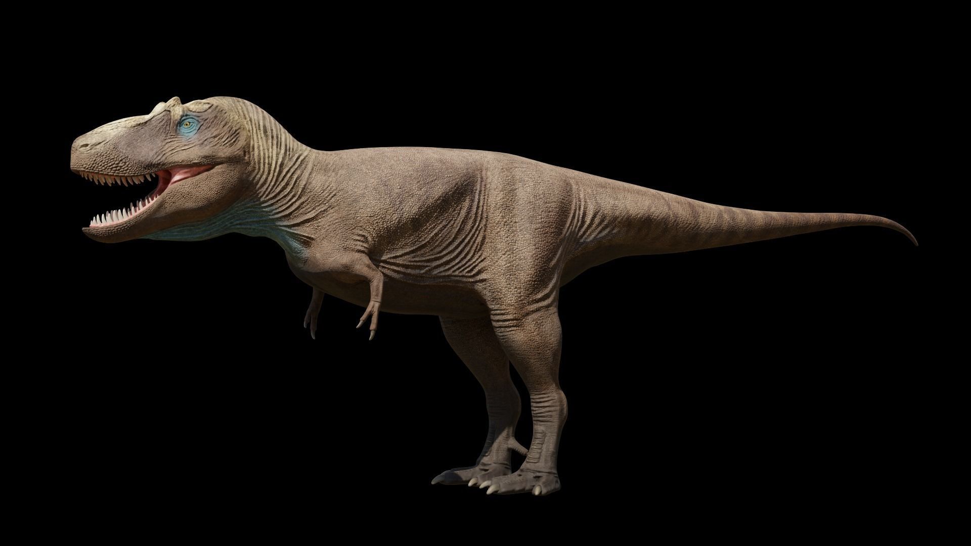Daspletosaurus torosus Low-poly 3D model_8