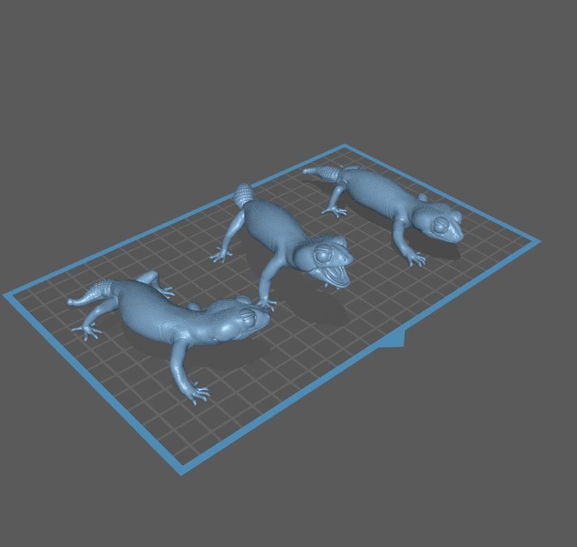 Pernatty Knob Tailed Gecko Nephrurus Deleani 3D print model_13