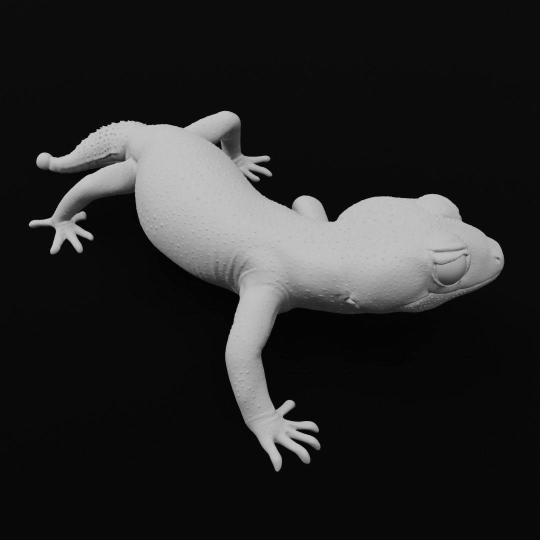 Pernatty Knob Tailed Gecko Nephrurus Deleani 3D print model_5