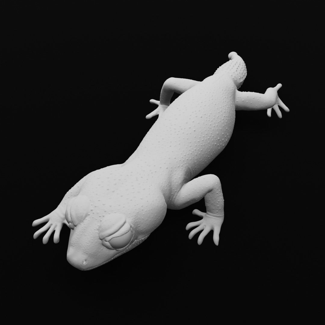 Pernatty Knob Tailed Gecko Nephrurus Deleani 3D print model_9