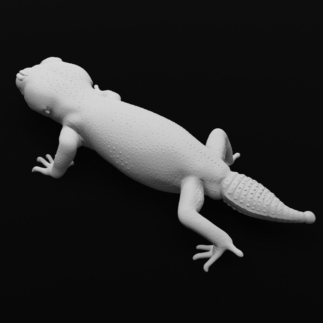 Pernatty Knob Tailed Gecko Nephrurus Deleani 3D print model_12