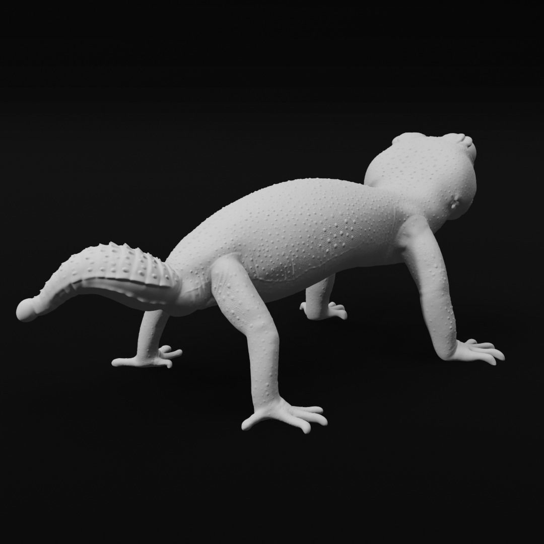 Pernatty Knob Tailed Gecko Nephrurus Deleani 3D print model_3