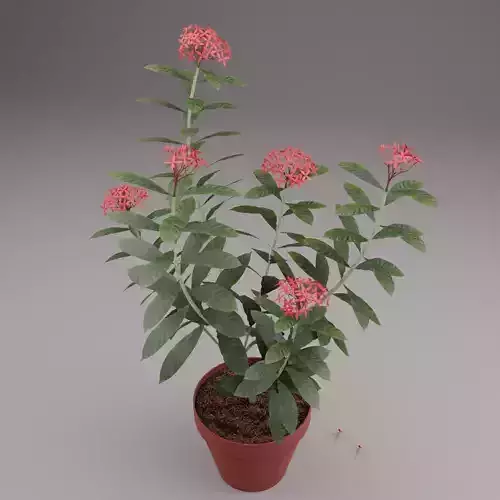 Ixora Plant