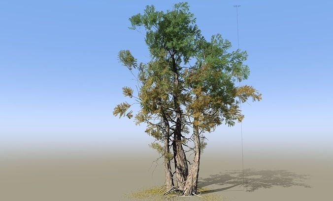 Bristlecone Tree 01 3D model