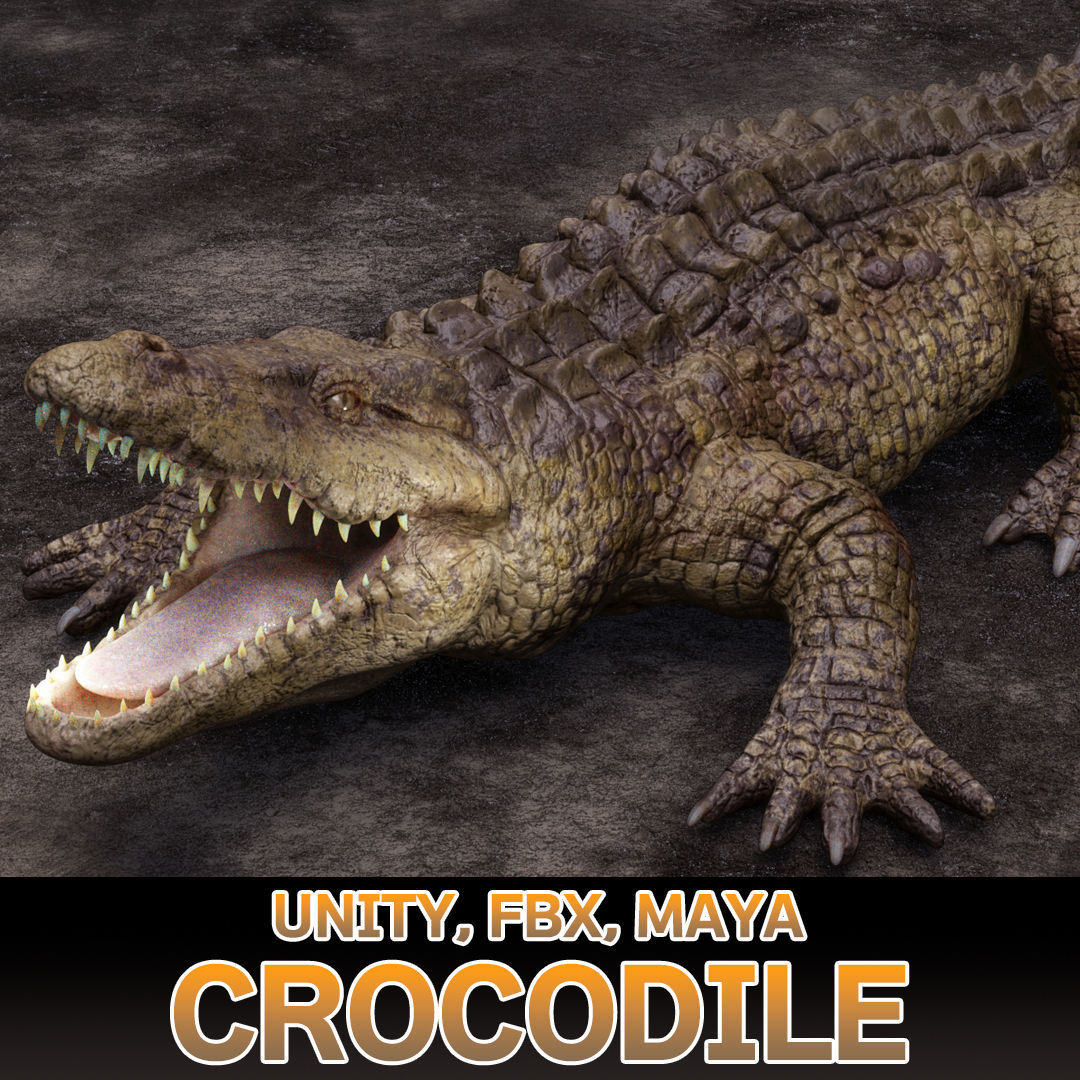 CROCODILE 3D model_1