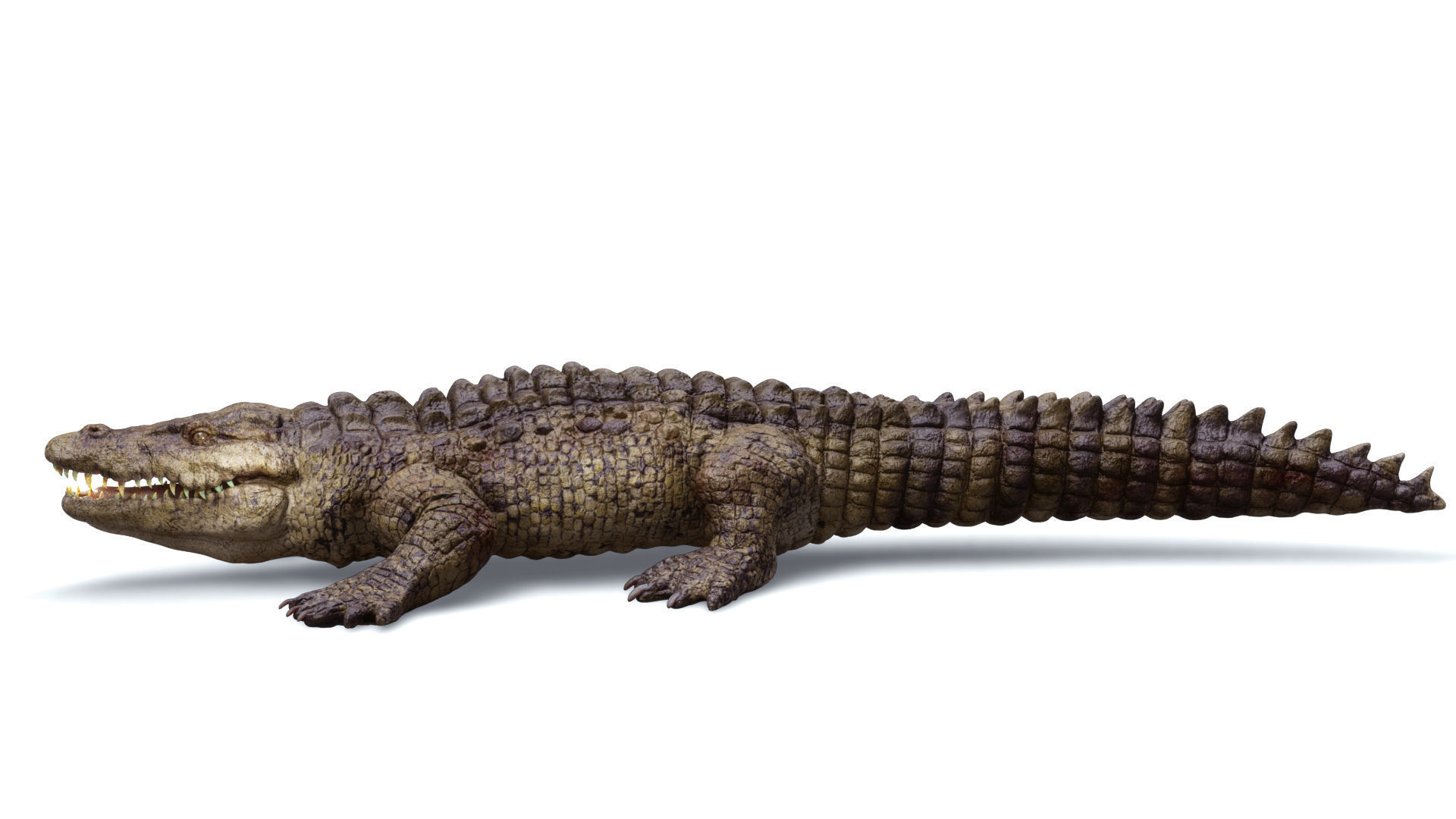 CROCODILE 3D model_3