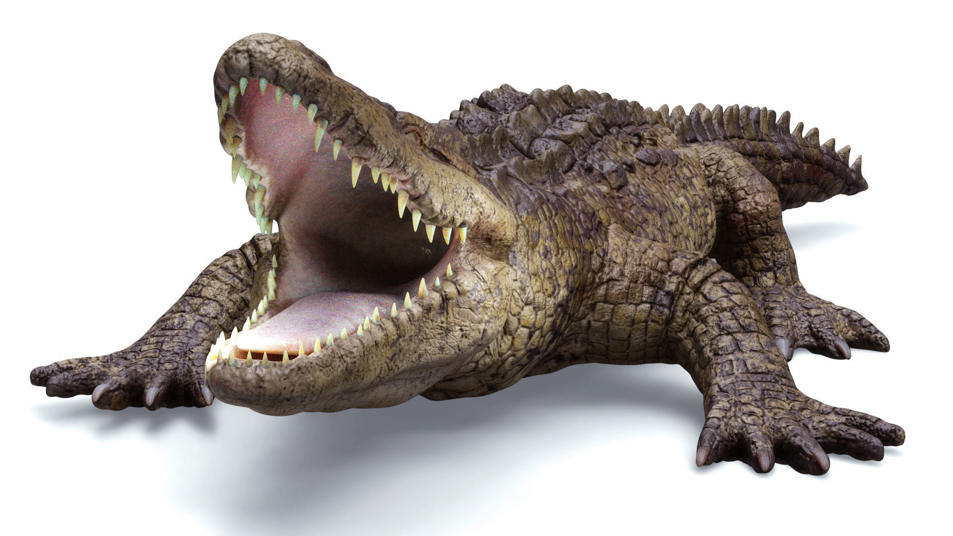 CROCODILE 3D model_2