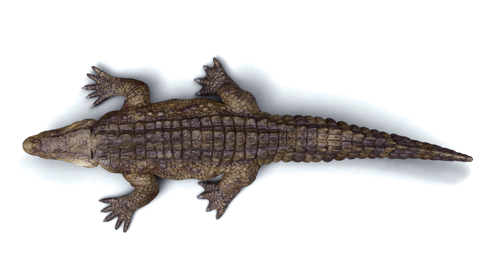 CROCODILE 3D model_4