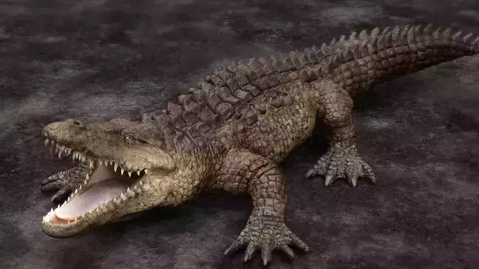 CROCODILE 3D model