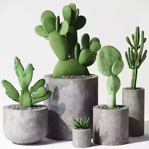  plant indoor set 14