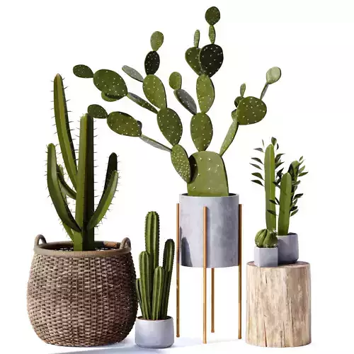  plant indoor set 17
