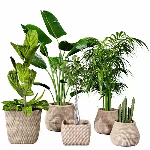  plant indoor set 16