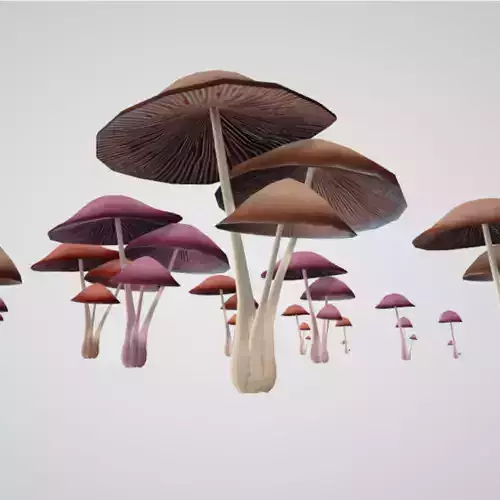 Mushroom Psilocybe Sizes Colors