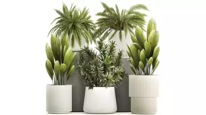 Set of beautiful fern and Dracaena plants in pots for interior 
