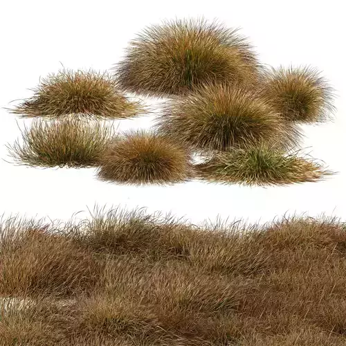 Carex Testacea Orange Sedge Grass Prairie Fire 3D model