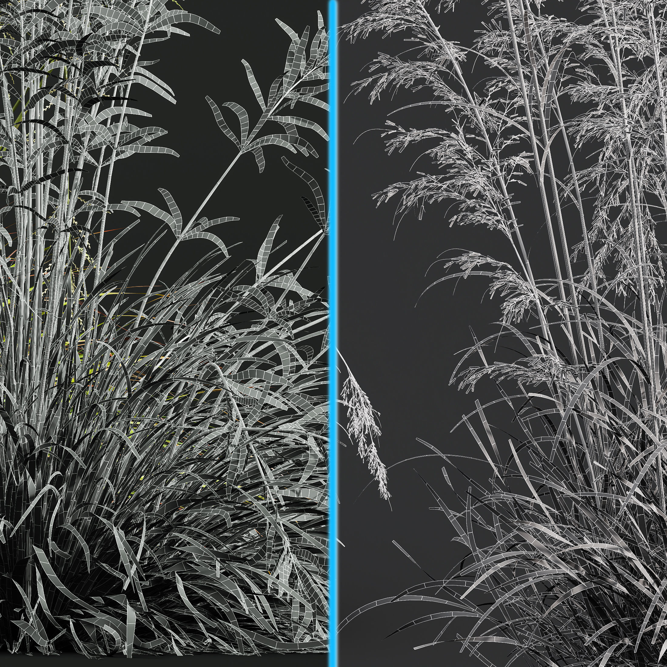 Celtica Gigantea Stipa Golden and Sweet Grass 3D model_6