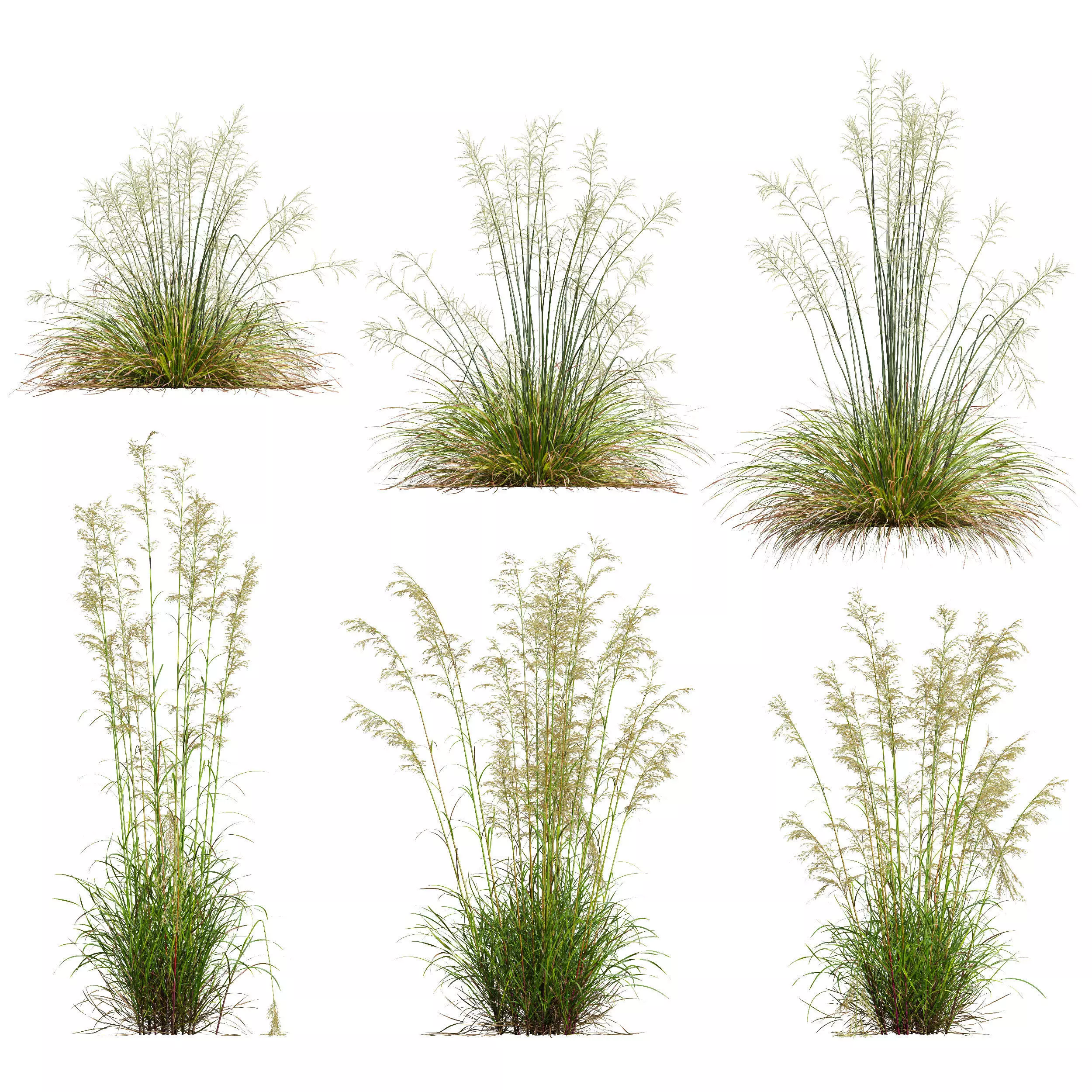 Celtica Gigantea Stipa Golden and Sweet Grass 3D model_0