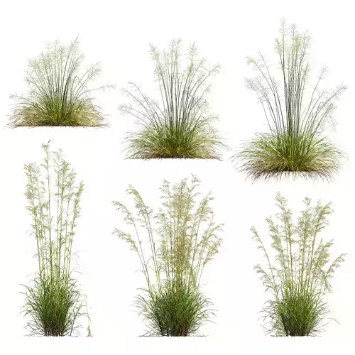 Celtica Gigantea Stipa Golden and Sweet Grass 3D model