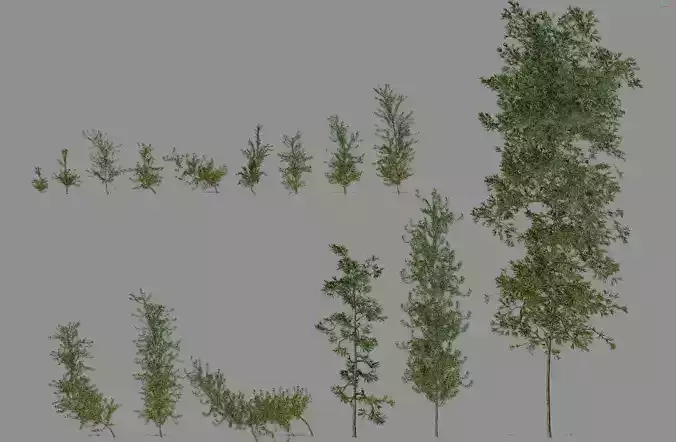 33 high-quality Pine Trees