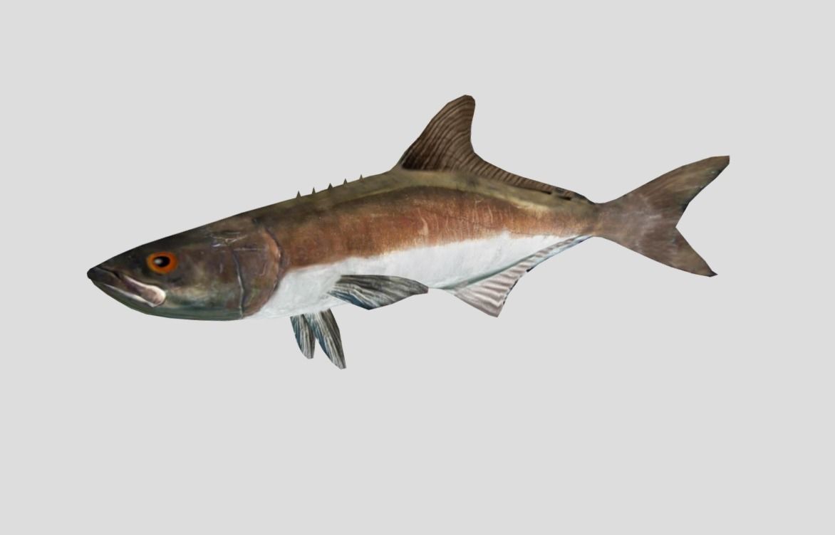 Cobia Realistic Animated Low-poly 3D model_7